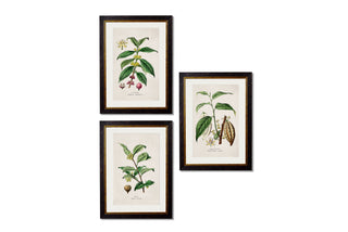 Vintage Style Botanical Framed Art Range