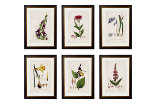 Vintage Style Botanical Framed Art Range