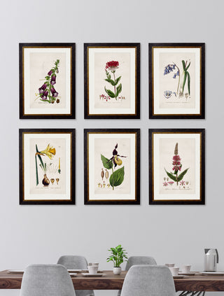Vintage Style Botanical Framed Art Range