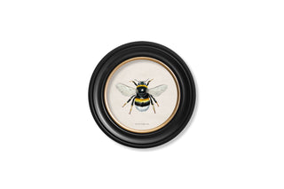 Vintage Style Bee Framed Art Range