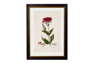 Vintage Style Botanical Framed Art Range