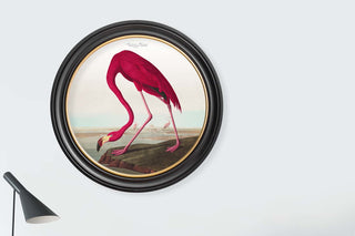 Vintage Style Birds of America Framed Art Range