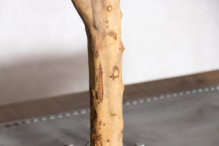 Olive Tree Dining Table