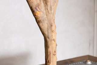 Olive Tree Dining Table