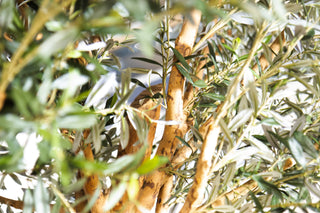 Olive Tree Dining Table