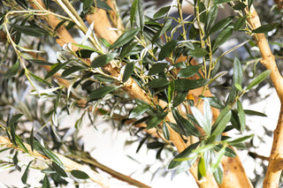 Olive Tree Dining Table