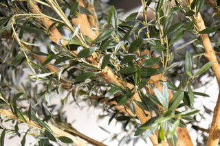 Olive Tree Dining Table