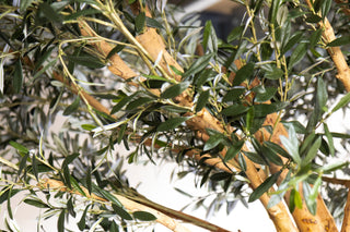 Olive Tree Dining Table