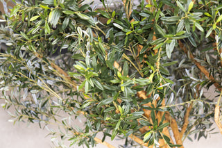 Olive Tree Dining Table