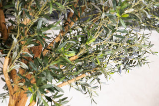 Olive Tree Dining Table