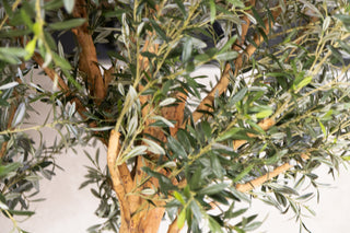 Olive Tree Dining Table