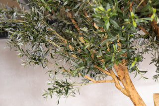 Olive Tree Dining Table