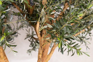 Olive Tree Dining Table