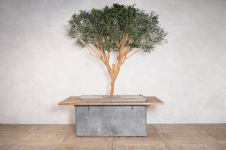 Olive Tree Dining Table