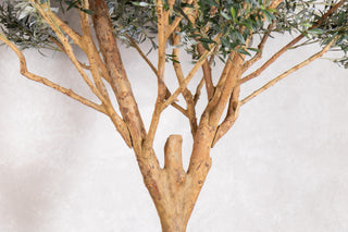 Olive Tree Dining Table