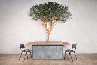 Olive Tree Dining Table