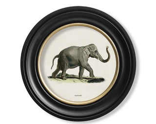 Vintage Style Safari Animals Framed Art Range