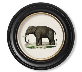 Vintage Style Safari Animals Framed Art Range