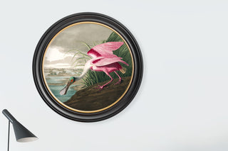 Vintage Style Birds of America Framed Art Range