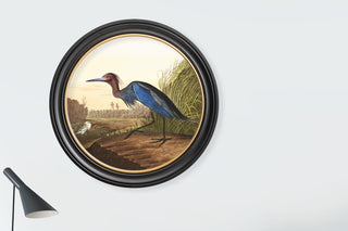 Vintage Style Birds of America Framed Art Range