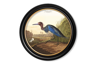 Vintage Style Birds of America Framed Art Range