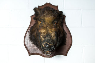 boar head mount