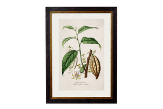 Vintage Style Botanical Framed Art Range