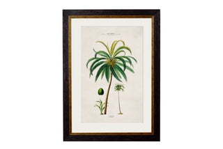 Vintage Style Botanical Framed Art Range