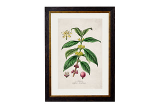 Vintage Style Botanical Framed Art Range