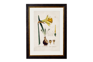 Vintage Style Botanical Framed Art Range