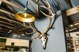 deer skull mount