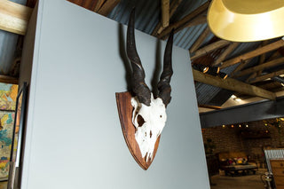 Eland Skull