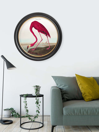 Vintage Style Birds of America Framed Art Range