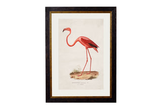 Vintage Style Birds of America Framed Art Range