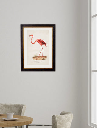 Vintage Style Birds of America Framed Art Range