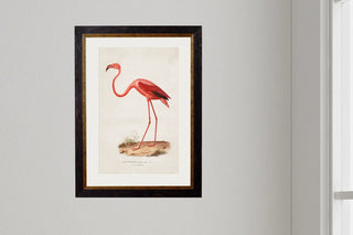 Vintage Style Birds of America Framed Art Range