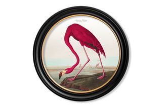 Vintage Style Birds of America Framed Art Range