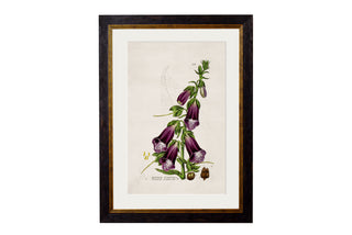 Vintage Style Botanical Framed Art Range