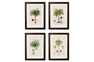 Vintage Style Botanical Framed Art Range