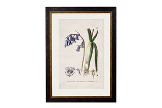 Vintage Style Botanical Framed Art Range