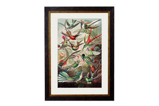 Vintage Style Birds of America Framed Art Range