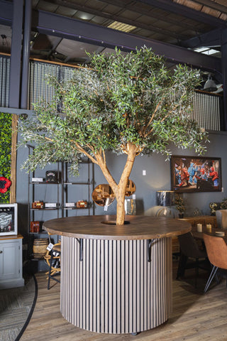 Olive Tree Bar Table - 2.3m Tree
