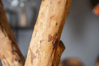 Olive Tree Bar Table - 2.3m Tree