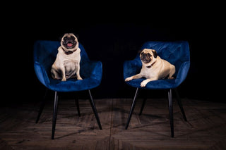 Pair of Picasso Velvet Dining Chairs