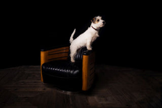 dog-on-armchair