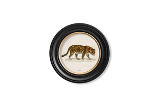 Vintage Style Safari Animals Framed Art Range