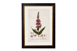 Vintage Style Botanical Framed Art Range