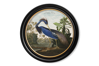 Vintage Style Birds of America Framed Art Range