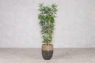 medium-decor-pot-with-plant