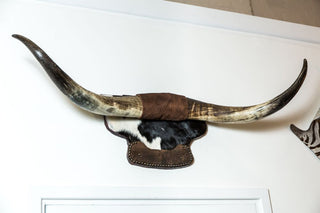 mounted bull horns